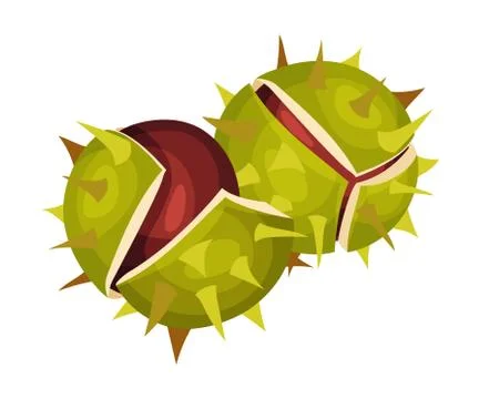 Chestnut with Thorned Shell and Brown Nut Inside Vector Illustration イラスト素材