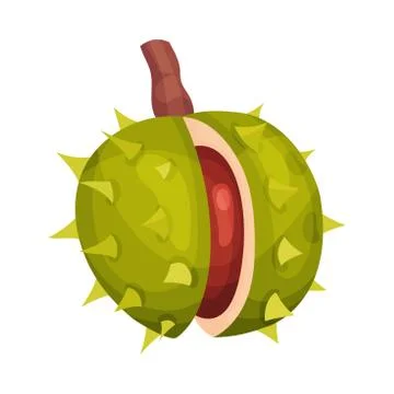 Chestnut with Thorned Shell and Brown Nut Inside Vector Illustration Illustrazione stock