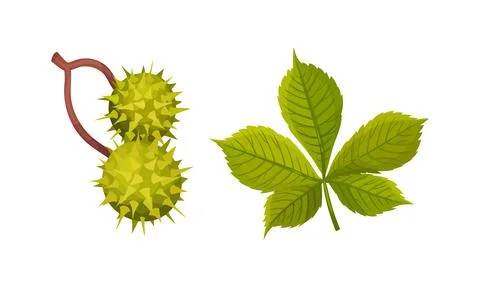 Chestnut with Thorned Shell and Green Leaf Vector Set Stock Illustration