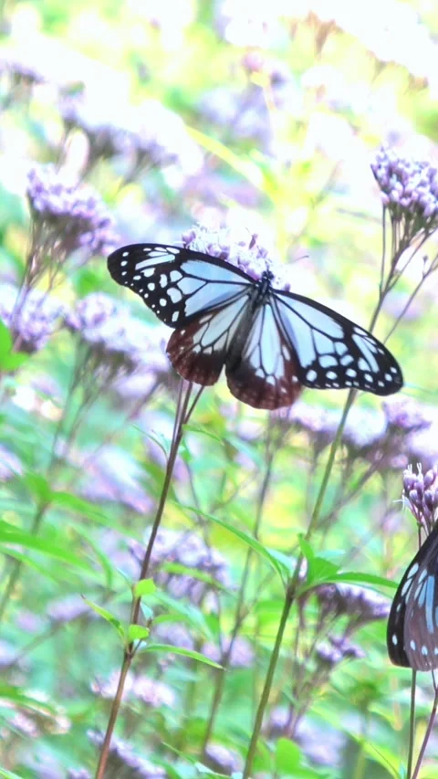 Chestnut Tiger butterfly fluttering its wings while feeding on nectar in flower  動画素材 339374417