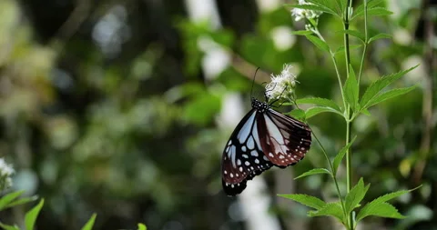 Chestnut tiger. Butterfly. Video stock 141477640