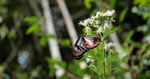 Chestnut tiger. Butterfly. Stock Footage 141480568