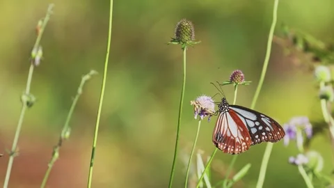 Chestnut Tiger feeding on nectar Stock Footage 323889483