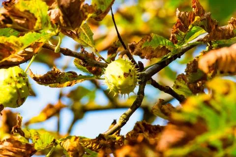 Chestnut at the Tree 1 Stock Photos