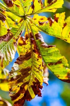 Chestnut at the Tree 3 Stock Photos