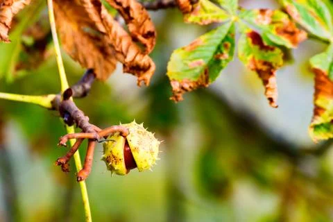Chestnut at the Tree 4 Stock Photos
