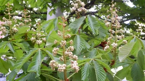 Chestnut tree and flowers Stock-Footage 305469792