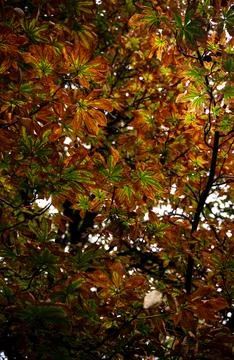 Chestnut tree and its branches in autumn Stock Photos