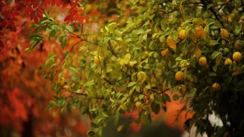 Chestnut tree and a lemon tree stand side by side. Stock Footage 88406841