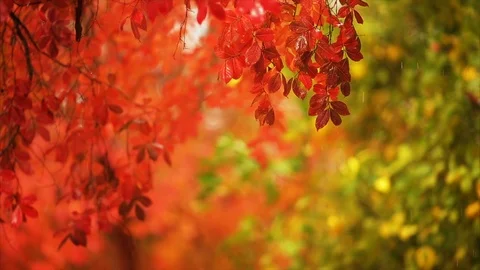 Chestnut tree and a lemon tree stand side by side. Video stock 88406927