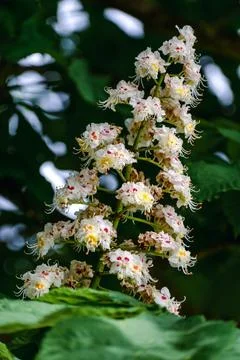 Chestnut tree with back light and lush foliage at springtime, aesculus hipp.. 스톡 사진