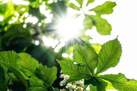Chestnut tree with back light and lush foliage at springtime, aesculus hipp.. Foto stock