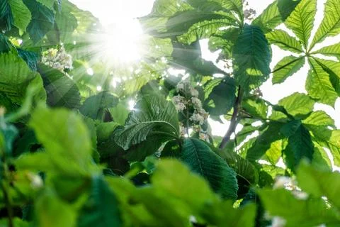 Chestnut tree with back light and lush foliage at springtime, aesculus hipp.. 库存照片