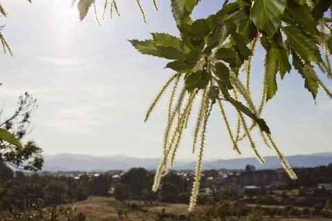 Chestnut tree in Bierzo. Stock Photos