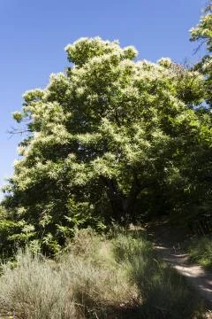 Chestnut tree bloom. Stock Photos