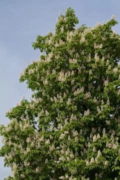 Chestnut tree in bloom Foto stock gratuite