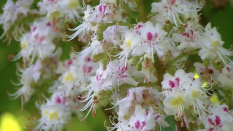Chestnut tree. Blooming chestnut. Swaying Branches Inflorescence chestnut in Stock Footage 75985973