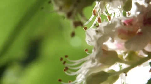 Chestnut tree. Blooming chestnut. Swaying Branches Inflorescence chestnut in Stock Footage 77878720