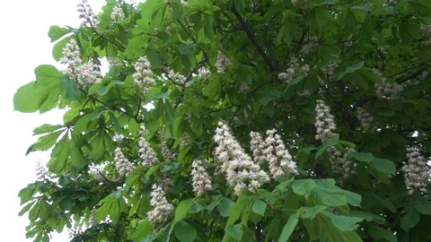 Chestnut tree blooming Stock Footage 108283647