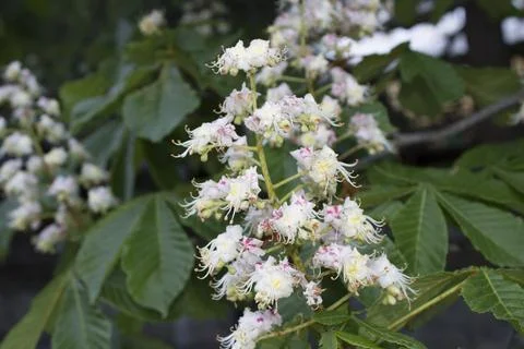 Chestnut tree is blooming Stock Photos