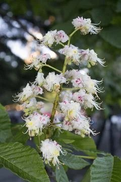 Chestnut tree is blooming Stock Photos