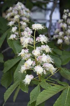 Chestnut tree is blooming Stock Photos
