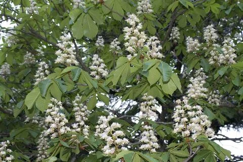 Chestnut tree is blooming Stock Photos