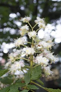 Chestnut tree is blooming Stock Photos