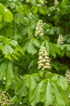 Chestnut tree blooms during spring time in a garden with green leaves and w.. Фото