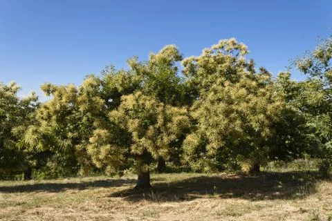 Chestnut tree blossom Stock Photos
