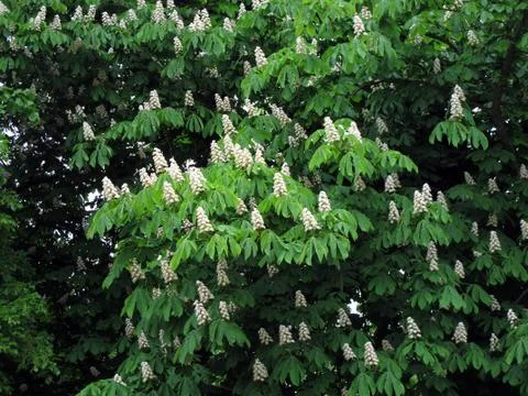 Chestnut tree blossom Foto stock