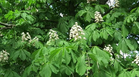 Chestnut tree blossom in springtime Vídeo Stock 63255174