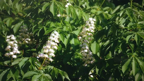 Chestnut Tree in Blossoming Spring Garden Stock Footage 108313893
