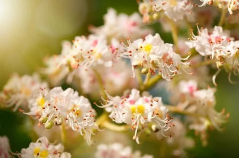 Chestnut tree blossoms anthers Foto stock