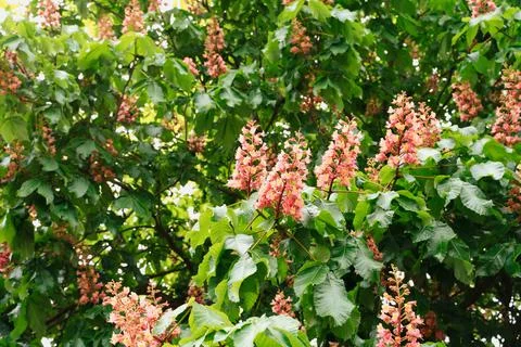 Chestnut tree blossoms Stock Photos
