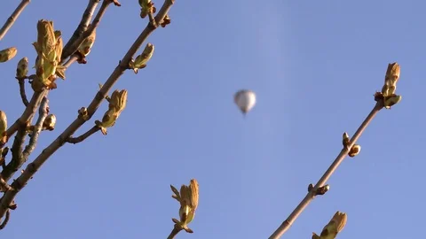 Chestnut tree branches with buds and blurred air balloon fly. Static shot Stock Footage 109508033