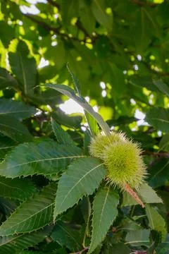 Chestnut tree branches display vibrant green spikes and rich leaves in the .. Stock Photos