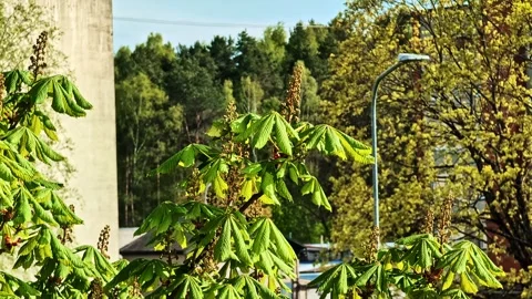 Chestnut tree branches with leaves and buds swaying in the wind during Stock Footage 341741758