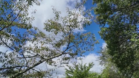 Chestnut Tree Branches under Autumn Blue Sky Stock Footage 346006703