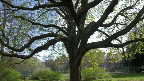 Chestnut tree in Brunswick Park Stock Footage 241746093