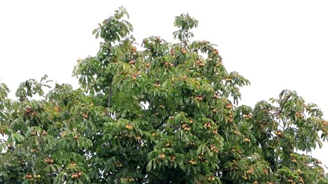 Chestnut tree with chestnuts Stock Footage 188545841