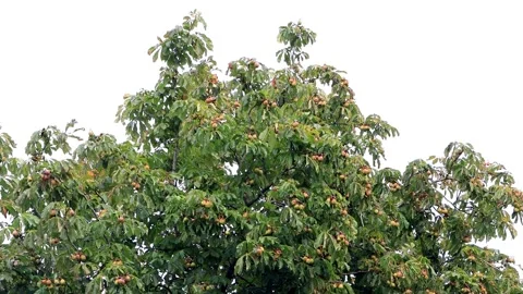 Chestnut tree with chestnuts Stock Footage 203391664