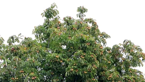 Chestnut tree with chestnuts Stock Footage 203426686