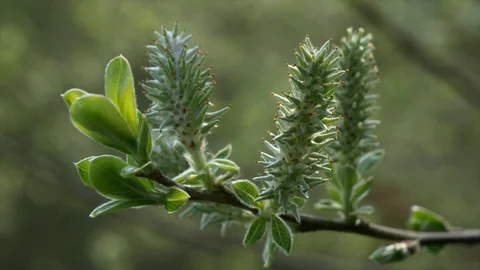 Chestnut Tree Closeup New Growth Stock Footage 129495626