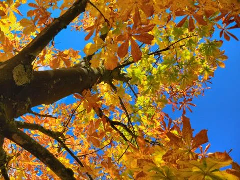 Chestnut tree crown Stock Photos