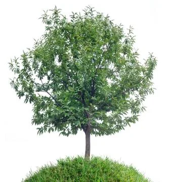 Chestnut Tree Cutout Stock Photos