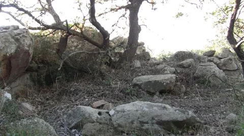 Chestnut tree dry Stock Footage 46098868