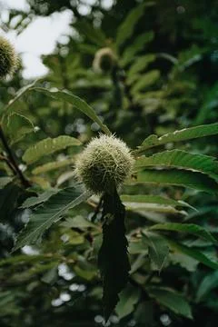 Chestnut in a tree during a bright day in autumn with a strong texture Stock Photos