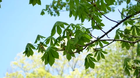 Chestnut tree in early spring. Video stock 240933597