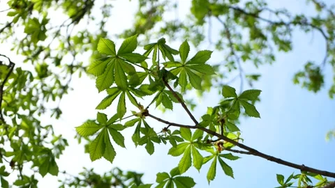 Chestnut tree in early spring. Stock Footage 240933704